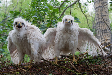 Goshawk chicks in a nest on a tree. Northern goshawk (Accipiter gentilis). Wild birds in their natural habitat. Wildlife of the northern regions of Siberia. Chukotka, Far East of Russia. July © Andrei Stepanov