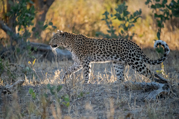 Naklejka premium Leopard Hidden in Golden Grass – Animal of Africa -Leopard in wild savannah 