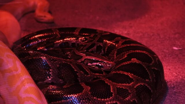 Close-up video of a python coiled and resting under vivid red light in a zoo, highlighting its textured scales and serene stillness.