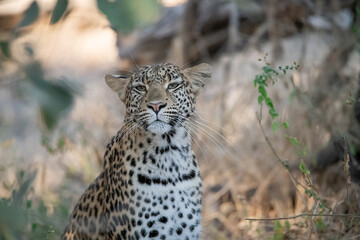 Leopard Hidden in Golden Grass – Animal of Africa -Leopard in wild savannah 