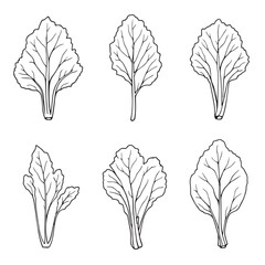 Beautiful Kohlrabi Leaf Line Art Vector Illustration Trends