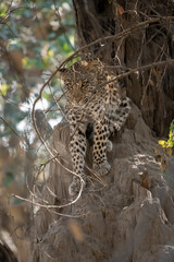 Leopard Hidden in Golden Grass &ndash; Animal of Africa -Leopard in wild savannah 