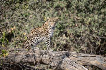 Leopard Hidden in Golden Grass &ndash; Animal of Africa -Leopard in wild savannah 