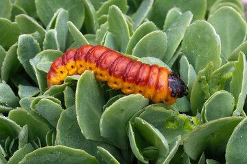 Chenille, papillion, Cossus gâte bois,.Cossus cossus