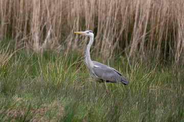 Héron cendré, Ardea cinerea, Grey Heron,