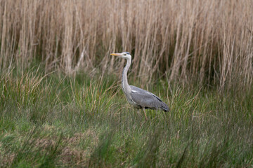 Héron cendré, Ardea cinerea, Grey Heron,