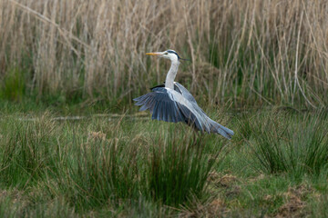 Héron cendré, Ardea cinerea, Grey Heron,