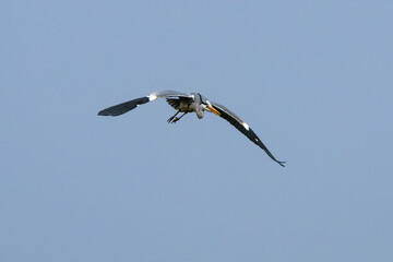 Héron cendré, Ardea cinerea, Grey Heron,