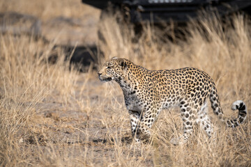 Naklejka premium Leopard Hidden in Golden Grass – Animal of Africa -Leopard in wild savannah 