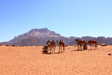 Camels in a Wadi Rum desert, Jordan