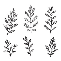 Elegant Juniper Leaf Vector Line Art Design