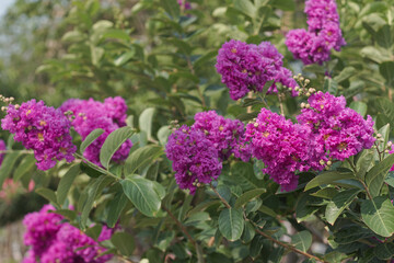 Japanese Crape Myrtle Flower, Lagerstroemia Indica. Lagerstroemia speciosa tree with pink and purple flowers in park.
