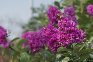 Japanese Crape Myrtle Flower, Lagerstroemia Indica. Lagerstroemia speciosa tree with pink and purple flowers in park. purple lilac flowers