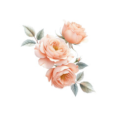 Flowers isolated on white. Elegant Hand-Painted Roses in Gentle Peach Tones on Transparent Background for wedding invitation, greeting card, print design.