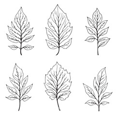 Obraz premium Flamboyant Leaf Vector Line Art Design for Creatives
