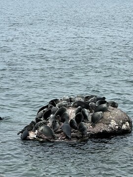 Baikal seal. Nerpa. Lake Baikal, Siberia Russia