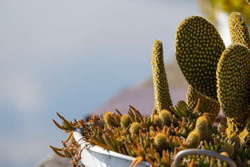 Close-up shot of a succulent plant