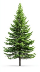 Fototapeta premium A majestic Italian cypress tree stands tall and slender against a bright white background showcasing its vibrant green foliage and symmetrical shape perfect for landscaping design.