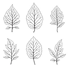Obraz premium Guava Leaf Vector Line Art Elegant Design Style