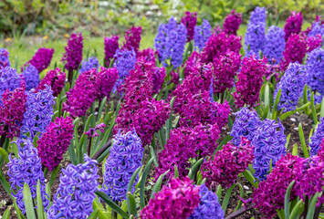 purple and blue hyacinths blooming in a garden