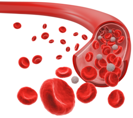 Red Blood Cells in a Blood Vessel