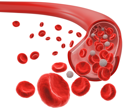 Red Blood Cells in a Blood Vessel