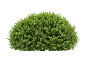 Fototapeta premium Lush green shrub dense foliage