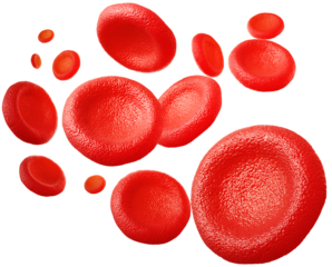 Red Blood Cells and White Blood Cells