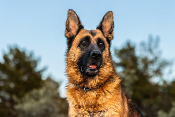 German shepherd dog enjoying summer holidays in nature