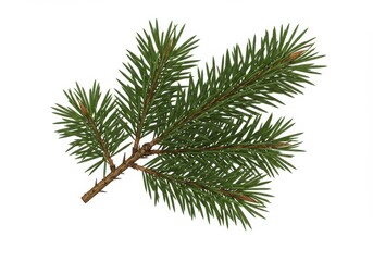 Pine branch needles evergreen twig