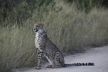 Cheetah in wild savannah , Animal of africa © Davide Antoniani