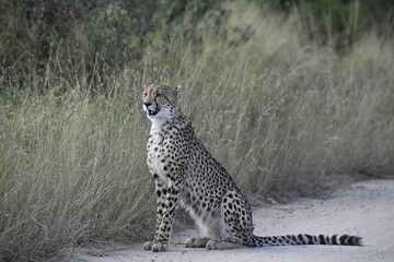 Cheetah in wild savannah , Animal of africa © Davide Antoniani
