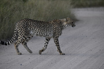 Cheetah in wild savannah , Animal of africa © Davide Antoniani