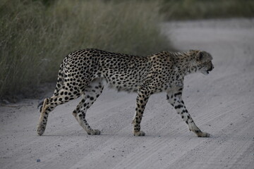 Cheetah in wild savannah , Animal of africa © Davide Antoniani