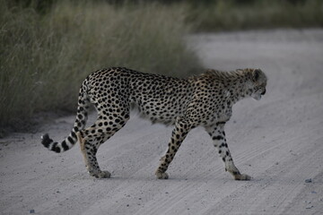 Cheetah in wild savannah , Animal of africa © Davide Antoniani