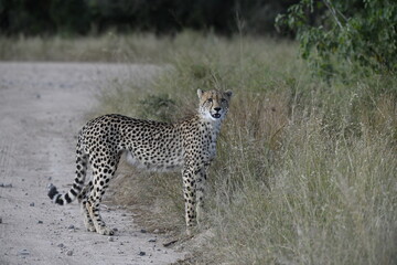 Fototapeta premium Cheetah in wild savannah , Animal of africa