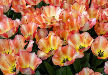 Obraz premium Tulip called Spryng Sunrise. Triumph group. Tulips are divided into groups that are defined by their flower features