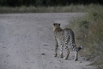 Cheetah in wild savannah , Animal of africa © Davide Antoniani