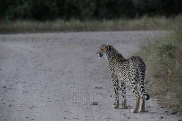 Cheetah in wild savannah , Animal of africa © Davide Antoniani