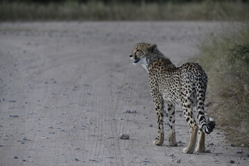 Cheetah in wild savannah , Animal of africa © Davide Antoniani