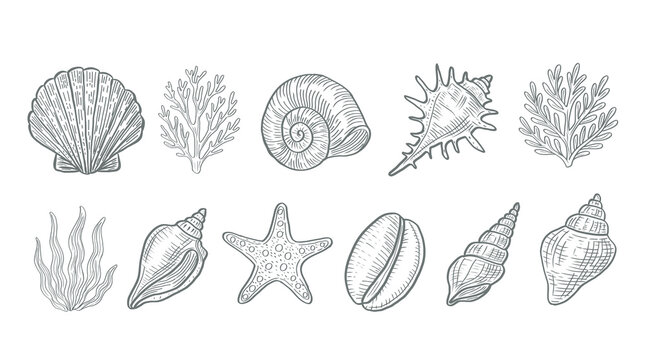 Vintage hand drawn set of sea shells, starfish and coral. Sketch marine life collection on white background. Monochrome line ocean elements for summer design.