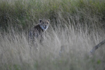 Cheetah in wild savannah , Animal of africa