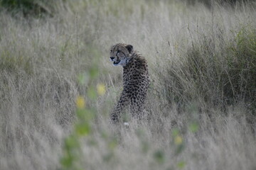 Cheetah in wild savannah , Animal of africa