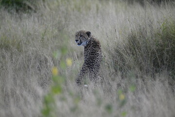 Cheetah in wild savannah , Animal of africa