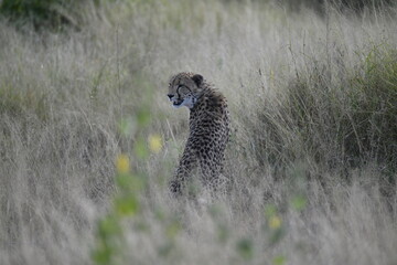 Cheetah in wild savannah , Animal of africa