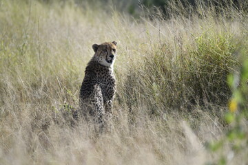 Cheetah in wild savannah , Animal of africa