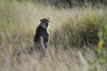 Cheetah in wild savannah , Animal of africa