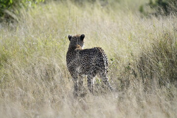 Cheetah in wild savannah , Animal of africa