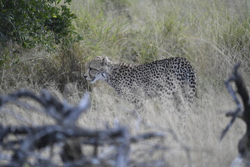 Cheetah in wild savannah , Animal of africa