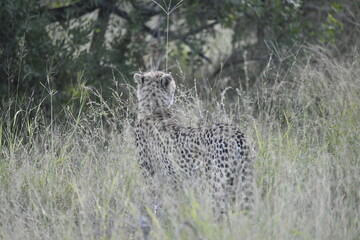 Cheetah in wild savannah , Animal of africa